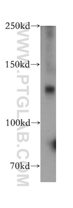 DNA Ligase I Antibody in Western Blot (WB)