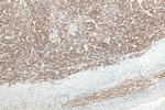 fetuin-B Antibody in Immunohistochemistry (Paraffin) (IHC (P))