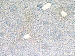 fetuin-B Antibody in Immunohistochemistry (Paraffin) (IHC (P))