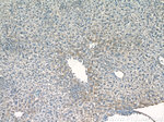 fetuin-B Antibody in Immunohistochemistry (Paraffin) (IHC (P))