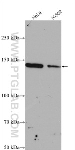 PTPN14 Antibody in Western Blot (WB)