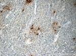 DEFA1 Antibody in Immunohistochemistry (Paraffin) (IHC (P))