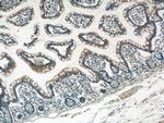 DEFA1 Antibody in Immunohistochemistry (Paraffin) (IHC (P))