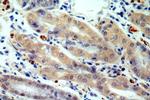 USP49 Antibody in Immunohistochemistry (Paraffin) (IHC (P))