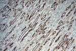 PDH E1 alpha Antibody in Immunohistochemistry (Paraffin) (IHC (P))