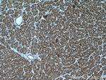 PDH E1 alpha Antibody in Immunohistochemistry (Paraffin) (IHC (P))