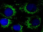 PDH E1 alpha Antibody in Immunocytochemistry (ICC/IF)