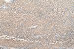 PDH E1 alpha Antibody in Immunohistochemistry (Paraffin) (IHC (P))