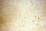 Neurotrophin 3 Antibody in Immunohistochemistry (Paraffin) (IHC (P))