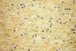 Neurotrophin 3 Antibody in Immunohistochemistry (Paraffin) (IHC (P))