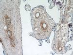 KCNC4 Antibody in Immunohistochemistry (Paraffin) (IHC (P))