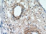 KCNC4 Antibody in Immunohistochemistry (Paraffin) (IHC (P))