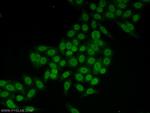 CLOCK Antibody in Immunocytochemistry (ICC/IF)