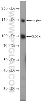 CLOCK Antibody in Western Blot (WB)