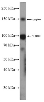 CLOCK Antibody in Western Blot (WB)