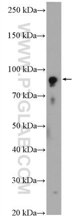 CLOCK Antibody in Western Blot (WB)