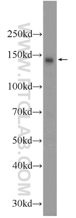 CLOCK Antibody in Western Blot (WB)