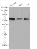 TRAF3 Antibody in Western Blot (WB)