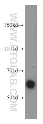 TRAF3 Antibody in Western Blot (WB)