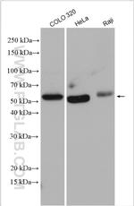 TRAF3 Antibody in Western Blot (WB)