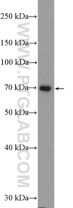 TRAF3 Antibody in Western Blot (WB)