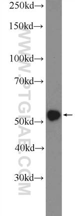 TRAF3 Antibody in Western Blot (WB)