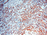 SGCG Antibody in Immunohistochemistry (Paraffin) (IHC (P))