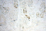 SGCG Antibody in Immunohistochemistry (Paraffin) (IHC (P))