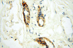 SGCG Antibody in Immunohistochemistry (Paraffin) (IHC (P))