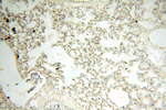 SGCG Antibody in Immunohistochemistry (Paraffin) (IHC (P))