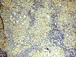 SGCG Antibody in Immunohistochemistry (Paraffin) (IHC (P))