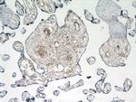 KCNA10 Antibody in Immunohistochemistry (Paraffin) (IHC (P))