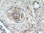 KCNA10 Antibody in Immunohistochemistry (Paraffin) (IHC (P))