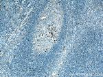 IL20 Antibody in Immunohistochemistry (Paraffin) (IHC (P))