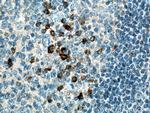 IL20 Antibody in Immunohistochemistry (Paraffin) (IHC (P))