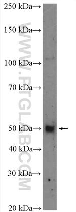 PD-1/CD279 Antibody in Western Blot (WB)