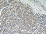 CXCL17 Antibody in Immunohistochemistry (Paraffin) (IHC (P))