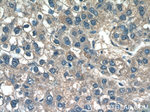 CXCL17 Antibody in Immunohistochemistry (Paraffin) (IHC (P))