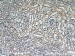 Uroguanylin Antibody in Immunohistochemistry (Paraffin) (IHC (P))