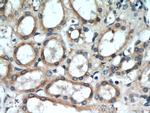 Uroguanylin Antibody in Immunohistochemistry (Paraffin) (IHC (P))