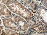 Uroguanylin Antibody in Immunohistochemistry (Paraffin) (IHC (P))