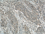 Uroguanylin Antibody in Immunohistochemistry (Paraffin) (IHC (P))