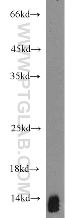 Uroguanylin Antibody in Western Blot (WB)