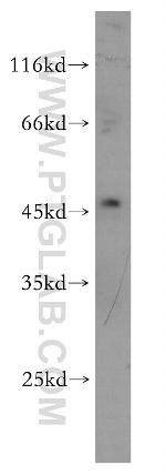 Synaptotagmin-13 Antibody in Western Blot (WB)