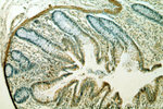 GCNT2 Antibody in Immunohistochemistry (Paraffin) (IHC (P))