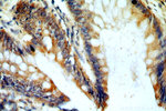 GCNT2 Antibody in Immunohistochemistry (Paraffin) (IHC (P))