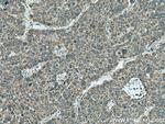 FARSA Antibody in Immunohistochemistry (Paraffin) (IHC (P))