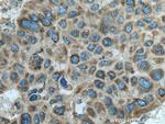 FARSA Antibody in Immunohistochemistry (Paraffin) (IHC (P))