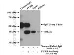 PURB Antibody in Immunoprecipitation (IP)