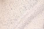 LC8/DYNLL1 Antibody in Immunohistochemistry (Paraffin) (IHC (P))